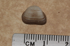Striarca pisolina