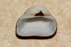 Striarca pisolina