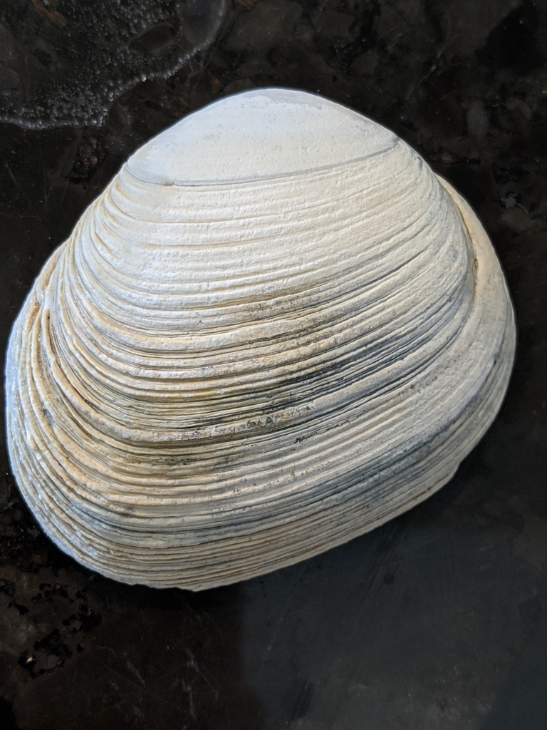 California butterclam
