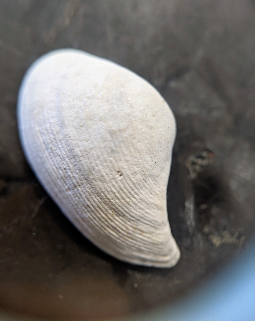 Sharp-point Nutclam