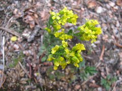 Draba streptocarpa