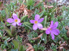 Primula angustifolia