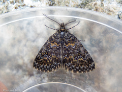 Aponotoreas orphnaea