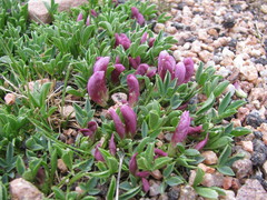 Trifolium nanum