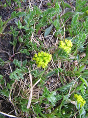 Cymopterus humilis