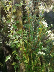 Metrosideros stipularis