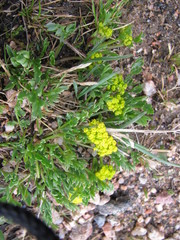 Cymopterus humilis
