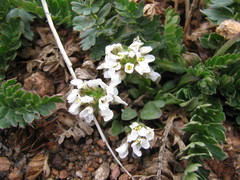 Noccaea fendleri