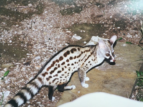 Northern Small-spotted Genet