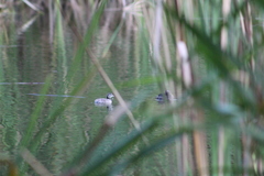 Tachybaptus dominicus