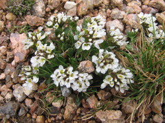 Noccaea fendleri