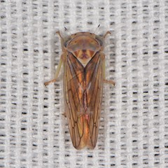 Populicerus