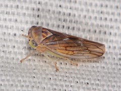 Populicerus