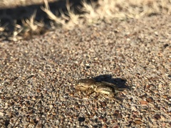 Neoscapteriscus borellii