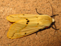 Spilarctia seriatopunctata