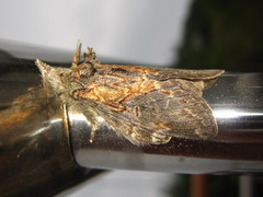 Peridea lativitta