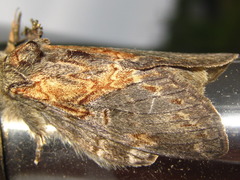 Peridea lativitta