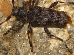 Acanthocinus