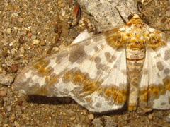 Biston panterinaria