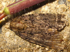Acronictinae