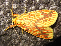 Barsine striata