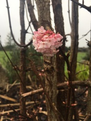 Daphne mezereum