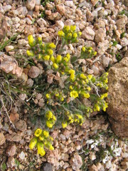 Draba streptocarpa