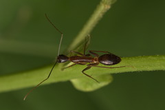 Camponotus carin