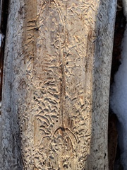 Dendroctonus