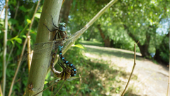 Rhionaeschna californica