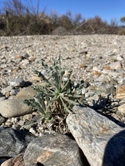 Pseudognaphalium leucocephalum