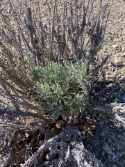 Pseudognaphalium leucocephalum