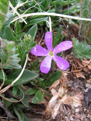 Primula angustifolia