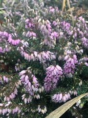 Erica carnea