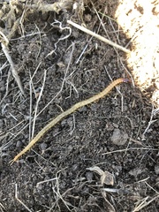 Dicellophilus limatus