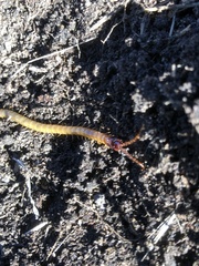 Dicellophilus limatus