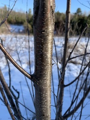 Prunus virginiana virginiana