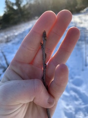 Prunus virginiana virginiana
