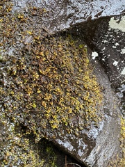 Pseudohygrohypnum eugyrium