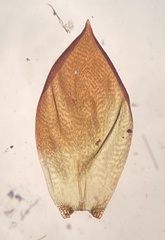 Pseudohygrohypnum eugyrium