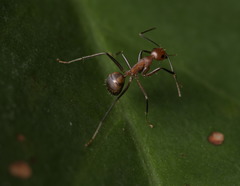 Camponotus nicobarensis