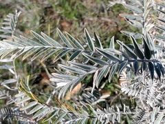Astragalus asymmetricus