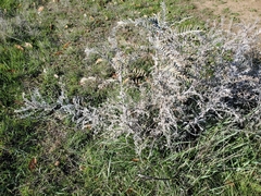 Astragalus asymmetricus