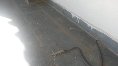 Philodryas nattereri