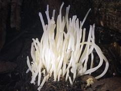 Clavaria alboglobospora