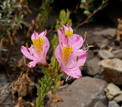 Alstroemeria exserens