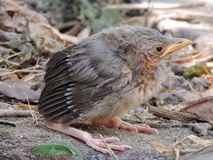 Argya striata