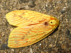 Barsine striata