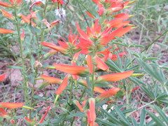 Castilleja patriotica