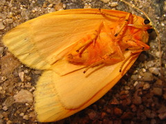 Barsine striata